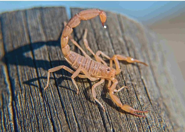 Close-up of a scorpion on a weathered wooden surface